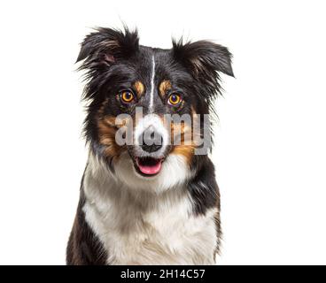 Kopfaufnahme Porträt eines dreifarbigen Border Collie Hund gegenüber, isoliert auf weiß Stockfoto