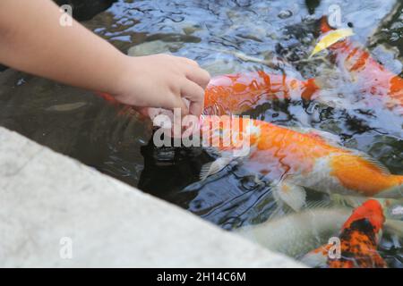 Füttern Sie die japan Koi oder den ausgefallenen Mist mit frischer Milch, fokussieren Sie selektiv. Stockfoto