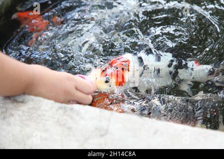 Füttern Sie die japan Koi oder den ausgefallenen Mist mit frischer Milch, fokussieren Sie selektiv. Stockfoto