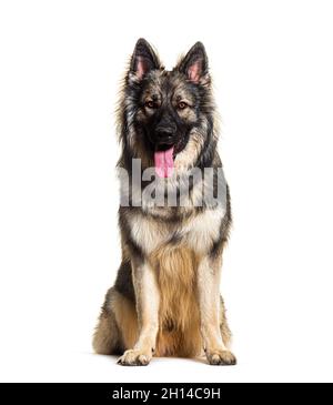 Nahaufnahme eines alten deutschen Hütehundes, der hechend hechend hechte. Dieser Hund ist auch als Altdeutsche Hütehunde oder altdeutsche Schäferhunde bekannt Stockfoto