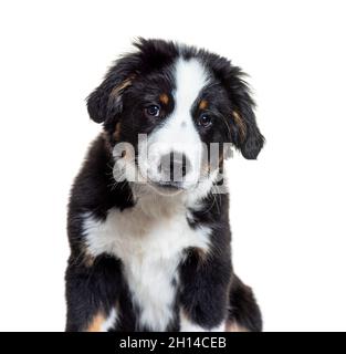 Welpe Bordernese Hund. Mixedbreed Border Collie und Berner Sennenhund; drei Monate alt Stockfoto