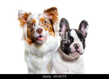 Kopfaufnahme eines zwei Hunde, Welpe französisch Bulldogge und australischen Schäferhund, Blick auf die Kamera, mit Blick, isoliert auf weiß Stockfoto