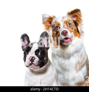 Kopfaufnahme eines zwei Hunde, Welpe französisch Bulldogge und australischen Schäferhund Stockfoto