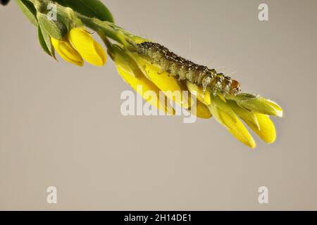 Nahaufnahme der Raupe der Luzerner Baummot (Uresiphita ornithopteralis) auf der Blume des süßen Besens Stockfoto