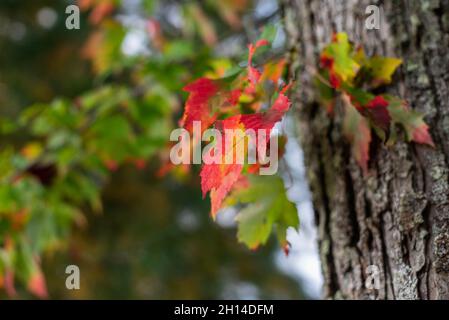 Bunte Herbstblätter in Bäumen und gehalten werden Stockfoto