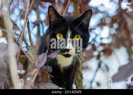 Eine junge polydaktale schwarz-weiße Katze schaut von einem Baum herab. Stockfoto