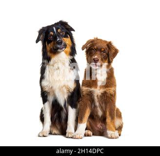 Zwei australische Schäferhunde sitzen nebeneinander und blicken isoliert auf weiß auf die Kamera Stockfoto