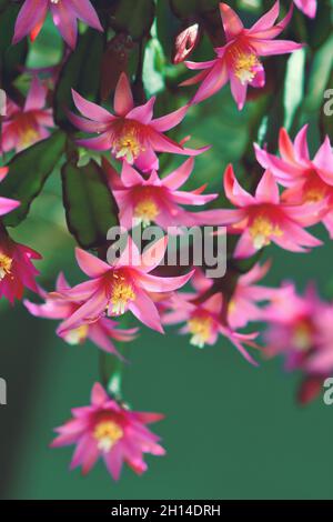 Leuchtende, hinterleuchtete rosa Blüten des Zygocactus Schlumbergera gaertneri. Früher bezeichnet als Hatiora. Bekannt als der Osterkaktus oder Pfingstkaktus Stockfoto