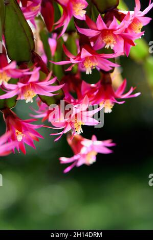 Leuchtende, hinterleuchtete rosa Blüten des Zygocactus Schlumbergera gaertneri. Früher bezeichnet als Hatiora. Bekannt als der Osterkaktus oder Pfingstkaktus Stockfoto