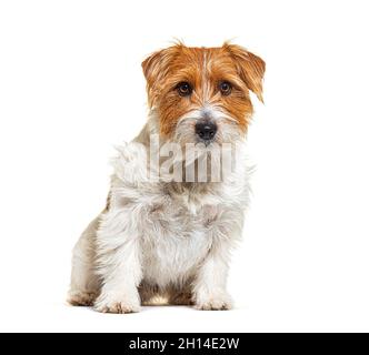 Mischlingshund mit Jack russel Terrier, sitzend, isoliert auf Weiß Stockfoto