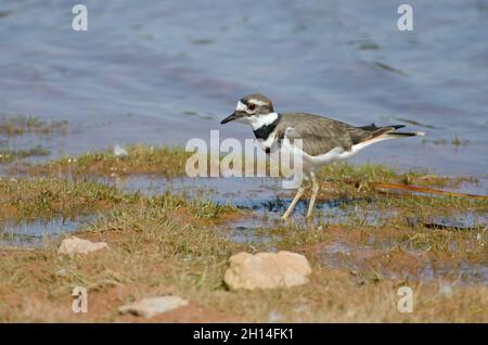 Killdeer, Charadrius vociferus, am Seeufer Stockfoto