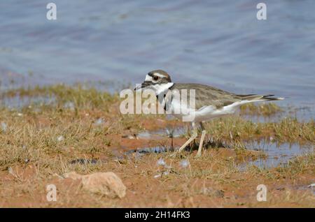 Killdeer, Charadrius vociferus, am Seeufer Stockfoto