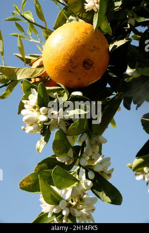 Citrus aurantium Baum Citrus Pflanze Stockfoto