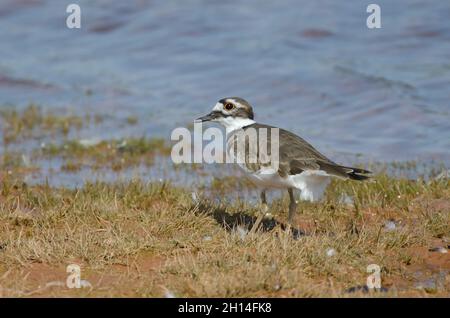 Killdeer, Charadrius vociferus, am Seeufer Stockfoto