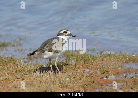 Killdeer, Charadrius vociferus, am Seeufer Stockfoto