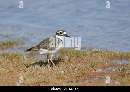 Killdeer, Charadrius vociferus, am Seeufer Stockfoto