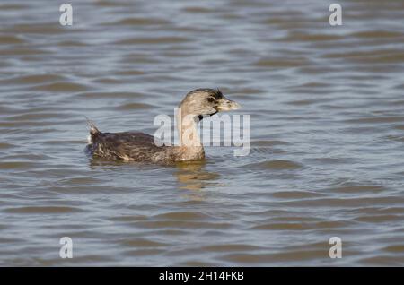 Pied – abgerechnet Grebe, Podilymbus podiceps Stockfoto