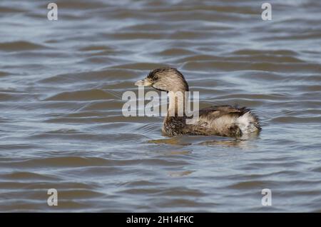 Pied – abgerechnet Grebe, Podilymbus podiceps Stockfoto