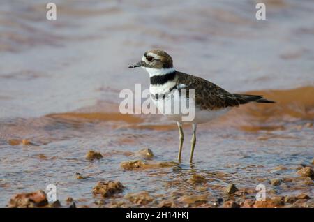Killdeer, Charadrius vociferus, am Seeufer Stockfoto
