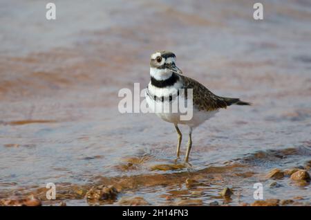 Killdeer, Charadrius vociferus, am Seeufer Stockfoto