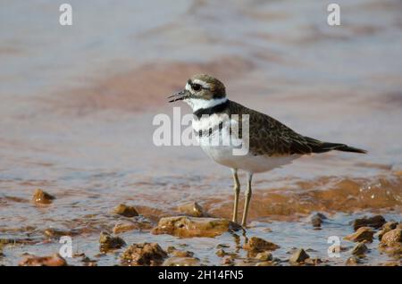 Killdeer, Charadrius vociferus, ruft am Seeufer Stockfoto