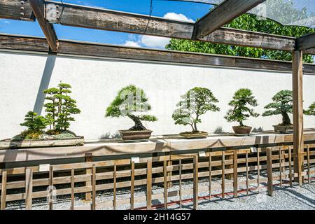 Washington DC, United States National Arboretum, botanischer Garten Bonsai & Penjing Museum Miniaturbäume Stockfoto