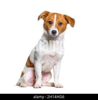 Welpen Border Jack, Junge Mischlingshund zwischen einem Border Collie und einem Jack russel Stockfoto