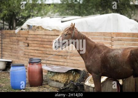 Geringe Schärfentiefe (selektiver Fokus) mit einem männlichen Pferd, das im ländlichen Rumänien zum Ziehen von Holzkarren verwendet wird. Stockfoto