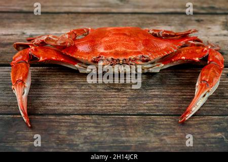 Gedämpfte rote Krabbe auf Holzhintergrund. Nahaufnahme. Stockfoto