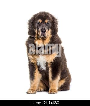 Sitzender brauner tibetischer Mastiff-Hund, isoliert auf Weiß Stockfoto