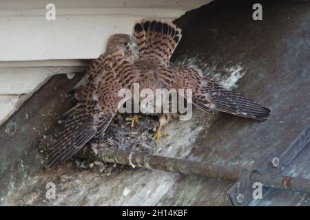 Zwei junge gewöhnliche Turmfalken (Falco tinnunculus) im Nest auf dem Dach in Prag, Tschechische Republik. Stockfoto