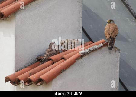 Gemeine Turmfalken (Falco tinnunculus) auf dem Ziegeldach in Prag, Tschechische Republik. Zwei Erwachsene weibliche Turmfalken auf der linken Seite fressen eine Maus, während ein erwachsener männlicher Turmfalke auf der rechten Seite herum wacht. Stockfoto