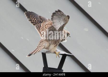 Der junge Turmfalken (Falco tinnunculus) wird abgebildet, während er lernt, neben dem Nest auf dem Dach in Prag, Tschechien, zu fliegen. Der Turmfalke wird am Tag des ersten Fluge abgebildet. Stockfoto