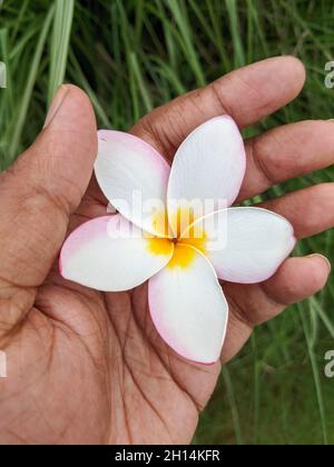 Nahaufnahme eines Mannes, der Frangipani-Blütenblätter in der Hand auf einem grasbewachsenen Hintergrund hält Stockfoto