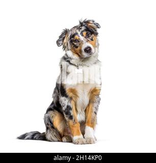 Sitzender australischer Schäferhund, blauer Merle, Blick auf die Kamera Stockfoto