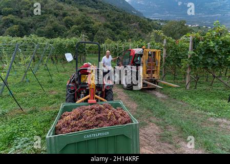 Weinbau in Glen-Mazzon, Südtirol, Italien Stockfoto