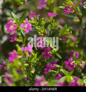 Lila Blüten von Cuphea hyssopifolia, die falsche Heide, natürliche Makro-floralen Hintergrund Stockfoto