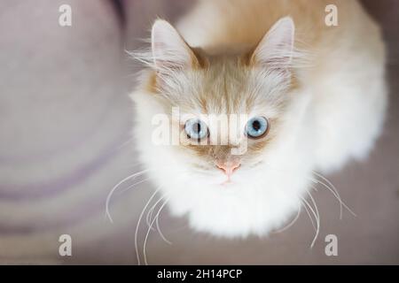 Eine weiße Katze in einer hockenden Position mit einem breiten Auge überraschte Stockfoto