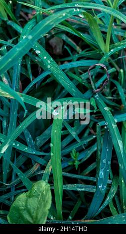 Vertikale Aufnahme von Grashalmen, die mit Wassertropfen bedeckt sind Stockfoto