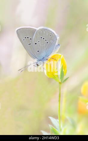 Ein kleiner grauer Schmetterling mit bläulichen Tönen, thront auf einer winzigen gelben Blume, Hintergrund verwischt in warmen Tönen, vertikal Stockfoto