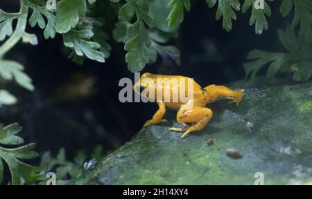 Der goldene Giftfrosch Phyllobates terribilis wurde 1973 entdeckt und ist eines der giftigsten Tiere der Welt.d. Sie ist endemisch in Colombi Stockfoto