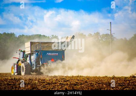 Ein Landwirt erntet Erdnüsse mit einem Erdnusskombinat, 15. Oktober 2021, in Grand Bay, Alabama. Stockfoto