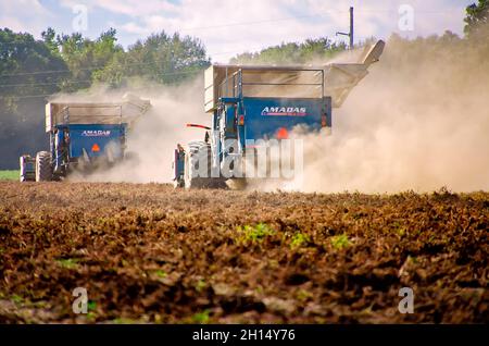 Ein Landwirt erntet Erdnüsse mit Erdnusskernen, 15. Oktober 2021, in Grand Bay, Alabama. Stockfoto