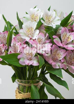 Ausstellung von Alstroemeria Aurea Blumen ( auch bekannt als die Peruanische Lilie ) aus Amerika Stockfoto