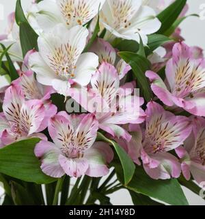 Ausstellung von Alstroemeria Aurea Blumen ( auch bekannt als die Peruanische Lilie ) aus Amerika Stockfoto