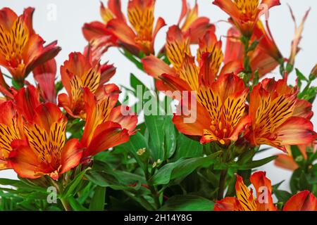 Farbenfrohe Ausstellung von Alstroemeria Aurea Blumen ( auch bekannt als die Peruanische Lilie ) aus Amerika Stockfoto