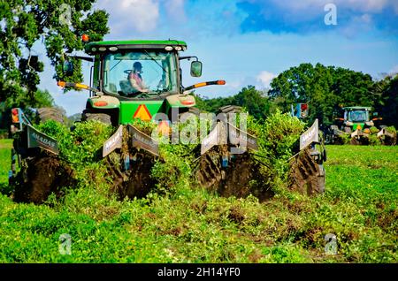 Ein Landwirt erntet Erdnüsse mit einem Erdnussgräber, 15. Oktober 2021, in Grand Bay, Alabama. Stockfoto