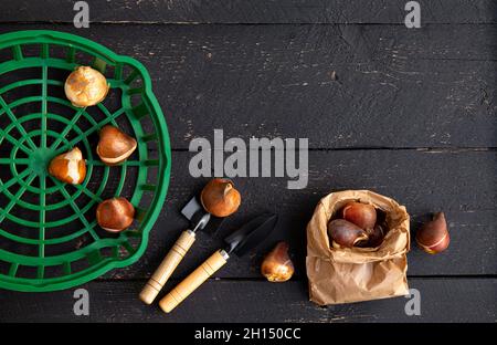 Oben Ansicht von Tulpeneinpflanzungskorb mit Tulpenbirnen in braunem Papierbeutel. Schwarzes Holzbrett Gartenarbeit Hintergrund. Stockfoto