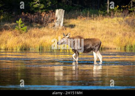 Wadenelch im Fluss mit Herbstfarben, Island Park, Idaho Stockfoto