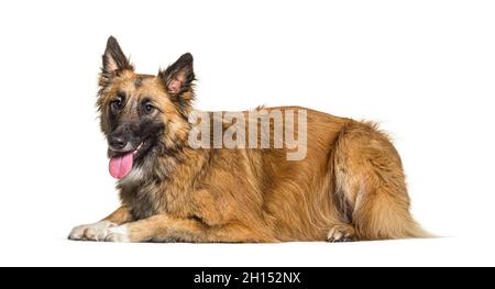 Mischlingshund zwischen malinois und Border Collie, liegend und keuchend, isoliert Stockfoto